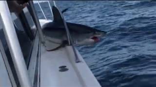 Shark jumps onto fishermans boat [upl. by Dloreh]