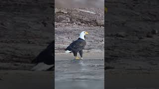 Bald eagles subscribers birdhome animals wildlife [upl. by Reo878]