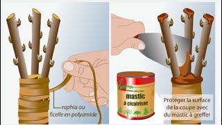 Techniques de greffage Types et Périodes  les arbres fruitiers [upl. by Eduino234]