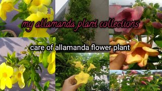 allamanda flower plant care and my collection of allamanda [upl. by Fredela]