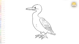 Cormorant drawing easy  Art tutorial  How to draw A Cormorant step by step easily  artjanag [upl. by Ensoll]