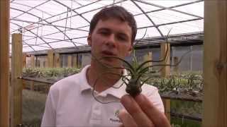 Tillandsia bulbosa Planta Brutt Video 20 [upl. by Sumaes]