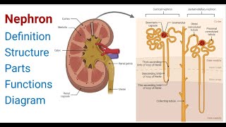 Nephron Definition Structure Physiology Functions [upl. by Taddeo364]