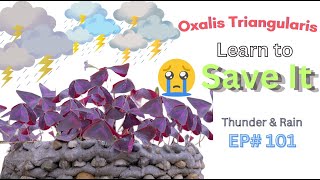 Expert Gardener Shares Top Tips to Save Oxalis Triangularis from Rain ep101 [upl. by Arehc]