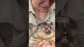 Wombat smells breath wildaustralia wombats strange zookeeper [upl. by Ramah]