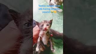 Baby Cat cat catlover cats catvideos catshorts catfunny catfunnyshort [upl. by Seidel]