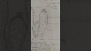 ScyphaSyconciliatum Phylum Poriferayoutubeshortsvideo [upl. by Elnar228]