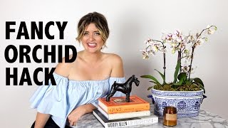 Orchid Hack  House Plant Help [upl. by Rebmat]