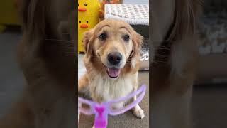 Golden retriever is very good and funny Thank you for the fun of the shit shoveling owner The [upl. by Dnalyar668]