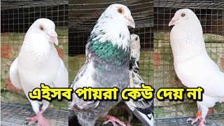 BEST QUALITY FLYING MADRASI RESULTED PIGEON FOR SALE [upl. by Demitria627]