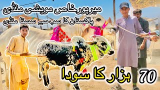 Mirpurkhas Cow Mandi 2024  latest update 16 May 2024  Maweshi Mandi [upl. by Decker]