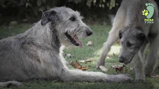 El Irish Wolfhond o Perro Lobero Irlandés un gigante de tamaño y corazón [upl. by Akahc159]