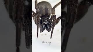 Australian Spider Bite  Under The Microscope [upl. by Anitnuahs]