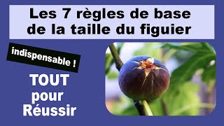 Figuiers Les 7 règles de base pour apprendre comment réussir la taille du figuier [upl. by Viglione]