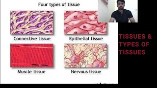 HUMAN BODY TISSUES 4 types of tissues PART 1 Epithelial tissues anatomy tissue cell medical [upl. by Eelirrem]