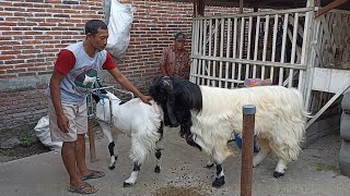 Long Hair Goat crosses etawa goat in village farm  Goat Farm in village [upl. by Ticon]