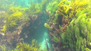 Spearfishing Portsea Victoria [upl. by Atig173]