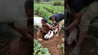 Giant snake eats farmers pigs [upl. by Mosira904]