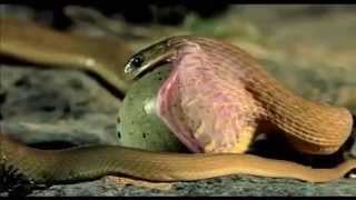 King Cobra eat a big egg [upl. by Berardo]