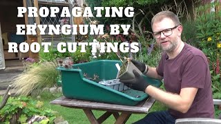 How to Take Vertical Root Cuttings of Eryngiums  Propagate Eryngium Sea Holly Perennial Plants [upl. by Jaret]