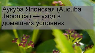 Аукуба Японская Aucuba Japonica — уход в домашних условиях [upl. by Nonek]