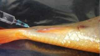 Collecting blood from a fish using the tail vein [upl. by Shurlocke]