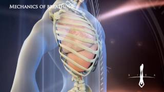 3D Medical Mechanics of breathing L v 1 0 [upl. by Somar]