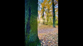 Валентинка из Парка Гёте Valentinе from Goethe Park [upl. by Carman]