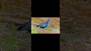 Heal with Swamphen healing healingmusic healingjourney swamphen bird birds birdslover [upl. by Atiral]