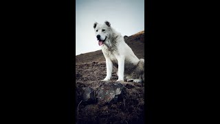 ყაზბეგური მეცხვარე ნაგაზი  Kazbegian Shepherd quotNagaziquot [upl. by Gunning]