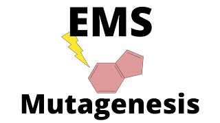 EMS Mutagenesis explained [upl. by Roslyn]