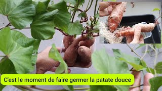 Comment faire pousser la patate douce en 3 étapes  2023 [upl. by Milde610]