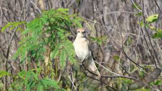 荒漠伯勞  Isabelline Shrike  Lanius isabellinus [upl. by Yreme]