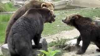 Bear Fight at the Bronx Zoo [upl. by Asamot]