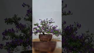 മനം കവരും ഈ ചെറു പൂമരം  Bonsai making plants  Desmodium  Viyatnamees blue braya desmodium [upl. by Theodosia]