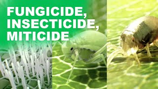 PREVAM fungicide insecticide and miticide [upl. by Currey688]