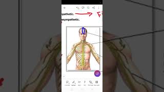 Nervous system CNSAnatomy 1 Lect5 Level 1 [upl. by Rheingold62]