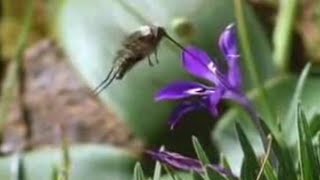 Nature of the Hoverfly and Butterfly  David Attenborough  BBC Studios [upl. by Jermain76]