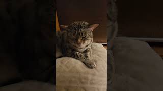 Cute Egyptian Cat egyptiancats cats rescuecats dogs calgary alberta canada [upl. by Ardnat]