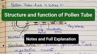 Structure and Function of Pollen Tube  Four Zones  Pollen Tube functions notes pollentube yt [upl. by Anders529]