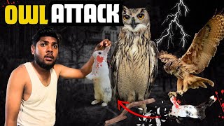 ULLU KO RABBIT PER ATTACK KRTE HUWE PAKAR LIYA😰 ZOO NIGHT LIFE [upl. by Adnalor56]