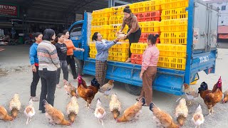 Harvesting Many Chicken On The Farm and Use Truck Take Them To Countryside Market Sell My Farm Đào [upl. by Naghem]