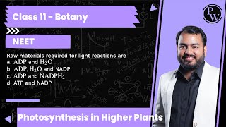 Raw materials required for light reactions are a ADP and H2O b ADP H2O and NADP c ADP and N [upl. by Arie]