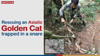 Rescuing an Asiatic Golden Cat trapped in a snare  The Nation Thailand [upl. by Atinauj677]