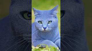 The first time i see a blue cat😂 fortnite fortnitememes fortnitefunny [upl. by Oinotnanauj]