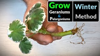 How to Grow Geraniums  Pelargoniums from Cuttings All Year Round Method [upl. by Sset105]