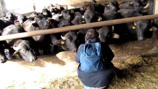 Scott Meets Water Buffalo in Italy [upl. by Kerat132]