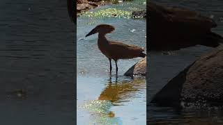 Kruger Cafeteria Hammerkop Scoops Up a Snack [upl. by Eelan]