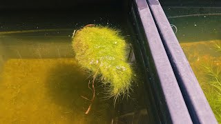 How To CreateCulture Floating Algae For Outdoor Ponds and Fishtubs [upl. by Ydnamron]