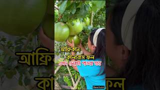 আফ্রিকান কালাবাস ফল এখন দেশেই পাওয়া যায়। kalabash fruit 🍐 fruitvideos african ফল [upl. by Anelej496]